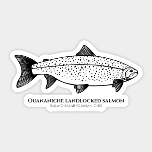 Landlocked Salmon with Common and Latin Names - fish design on white Sticker